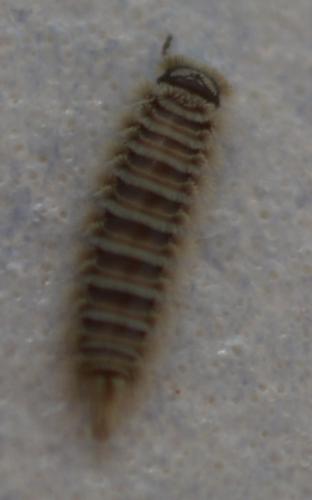 Réf. 235 646 : Polyxenus lagurus